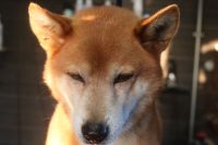 【柴犬】ナノバブルオゾンシャンプーコースのご利用ありがとうございました。　ブラッシングをしてからナノバブルオゾン水を使ってシャンプーしました。　ブローをしてから爪切りやお耳掃除等のお手入れをして全身綺麗になりました◎　今日もとってもお利口さんにトリミングできました(^^)/栃木県真岡市　トリミングサロン221B