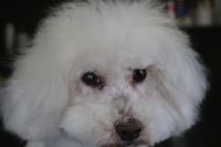 【ビション】ナノバブルオゾンシャンプーコースのご利用ありがとうございました。　爪切りやお耳掃除をしてからナノバブルオゾン水を使ってシャンプー・リンシングをしました。　ブローをしてから目の周りやお口周りを少しカットしてお手入れしました◎　今日もとってもお利口さんにトリミングできました(^^)/栃木県真岡市　トリミングサロン221B