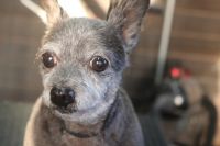 【チワワ】カットコースのご利用ありがとうございました。　爪切りをしてから全身を3㎜の長さでカットしました。　お耳やお顔も短めにしてスッキリサッパリになりました◎　1時間で終わりにして負担のないようにしてます。　今日もとってもお利口さんにトリミングできました(^^)/栃木県真岡市　トリミングサロン221B