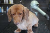 【mix】カットコースのご利用ありがとうございました。　全身が伸びている状態でしたので最初に粗刈りをしてからシャンプーブローをして仕上げのカットをしました。　5mmの長さでカットしてスッキリサッパリになりました◎　今日もとってもお利口さんにトリミングできました(^^)/栃木県真岡市　トリミングサロン221B