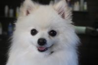 【ポメラニアン】カットコースのご利用ありがとうございました。　ブラッシングをして縺れを解いてからナノバブルオゾン水を使ってシャンプーした後にオールシザーでカットしました。　アウトラインを揃えるようにして、あまり負担を掛けないようにしました◎　とってもお利口さんにトリミングできました(^^)/栃木県真岡市　トリミングサロン221B
