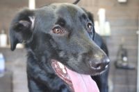 【mix】ナノバブルオゾンシャンプーコースのご利用ありがとうございました。　オゾン水を使って湯煎してからシャンプー・リンシングをしてブローをしました。　爪切りや足裏を綺麗にしてお耳掃除をして綺麗になりました◎　今日もとってもお利口さんにトリミングできました(^^)/栃木県真岡市　トリミングサロン221B