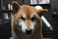 【柴犬】ナノバブルオゾンシャンプーコースのご利用ありがとうございました。　ブラッシングをしてある程度抜け毛を除去してからオゾン水を使ってシャンプーしました。　ブローをして爪切りやお耳掃除等をして全身綺麗になりました◎　今日もとってもお利口さんにトリミングできました(^^)/栃木県真岡市　トリミングサロン221B