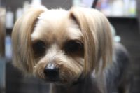 【ヨーキー】カットコースのご利用ありがとうございました。　全身を3㎜の長さで揃えました。　お耳は1cm程カットしてお顔は短く丸くなるようにカットしました。　爪切りやお耳掃除もしてスッキリサッパリになりました◎　今日もとってもお利口さんにトリミングできました(^^)/栃木県真岡市　トリミングサロン221B