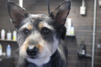 【mix】カットコースのご利用ありがとうございました。　全身を5mmの長さに揃えてました。　オゾン水を使ってシャンプーした後に爪切りやお耳掃除等のお手入れをして、仕上げのカットをしました。　全身短くなってスッキリサッパリになりました◎　今日もとってもお利巧さんにトリミングできました(^^)/栃木県真岡市　トリミングサロン221B