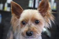 【ヨーキー】カットコースのご利用ありがとうございました。　伸びている状態でしたので最初に粗刈りをしてからオゾン水を使ってシャンプーしました。　皮膚が少し荒れている箇所がありましたので薬用シャンプーを使って洗いました。　全身短くカットしてスッキリサッパリになりました◎　今日もとってもお利口さんにトリミングできました(^^)/栃木県真岡市　トリミングサロン221B