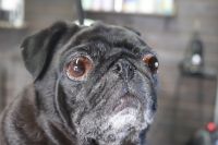 【パグ】ナノバブルオゾンシャンプーコースのご利用ありがとうございました。　オゾン水を使って湯煎してからシャンプー・リンシングをしました。　ブローをしてから足裏を綺麗にしてお耳掃除等のお手入れをして綺麗になりました◎　今日もとってもお利口さんにトリミングできました(^^)/栃木県真岡市　トリミングサロン221B