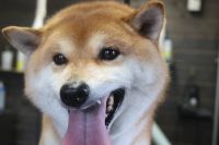 【柴犬】ナノバブルオゾンシャンプーコースのご利用ありがとうございました。　ブラッシングをして抜け毛を除去してからオゾン水を使ってシャンプー・リンシングをしました。　ブローをしてから爪切りやお耳掃除をして全身綺麗になりました◎　今日もとってもお利口さんにトリミングできました(^^)/栃木県真岡市　トリミングサロン221B