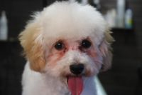 【プードル】ナノバブルオゾンシャンプーコースのご利用ありがとうございました。　パピーなので今日は練習の意味で作業しました。ブラッシングをしてから爪切りやお耳掃除をしてナノバブルオゾン水を使ってシャンプーしました。　ブローをしてから足裏・足周りを整えて、目の周りを少しカットしました◎　特に苦手な事もなく、とってもお利口さんにトリミングできました(^^)/栃木県真岡市　トリミングサロン221B