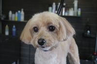 【mix】カットコースのご利用ありがとうございました。　ブラッシングをして爪切りやお耳掃除等をしてからシャンプーをしました。　オゾン水を使ってシャンプー・リンシングをしてブローをしてから仕上げのカットをしました◎　全身短くなって綺麗になりました。　今日もとってもお利口さんにトリミングできました(^^)/栃木県真岡市　トリミングサロン221B