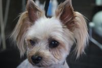 【ヨーキー】カットコースのご利用ありがとうございました。　全身を3㎜の長さで揃えました。　ナノバブルオゾン水を使ってシャンプーしてからブロー後に仕上げのカットをしました◎　飾り毛は残し気味にしてアクセントにしました。　今日もとってもお利口さんにトリミングできました(^^)/栃木県真岡市　トリミングサロン221B