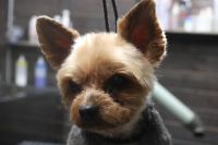 【ヨーキー】カットコースのご利用ありがとうございました。　最初にブラッシングをしてから爪切りや肛門腺絞り等をしてからオゾン水を使ってシャンプーしました。　ブローをしてから全身を5mmの長さに揃えてお顔も短めにカットしました◎　特に苦手な事もなくとってもお利口さんにトリミングできました(^^)/栃木県真岡市　トリミングサロン221B