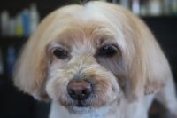 【mix】カットコースのご利用ありがとうございました。　体・手足はいつもの長さにカットして、今日はお耳も短めにしました。　オゾン水を使ってシャンプーしてからブロー後に仕上げのカットをして、お耳掃除や爪切り等をしました◎　今日もとってもお利口さんにトリミングできました(^^)/栃木県真岡市　トリミングサロン221B