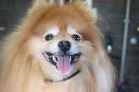 【ポメラニアン】ナノバブルオゾンシャンプー＋部分カットのご利用ありがとうございました。　ブラッシングをしてからオゾン水を使ってシャンプー・リンシングをしました。　ブローをしてからお尻をカットして足周り等を揃えました。　今日もとってもお利口さんにトリミングできました(^^)/栃木県真岡市　トリミングサロン221B