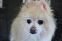 【ポメラニアン】ナノバブルオゾンシャンプーコースのご利用ありがとうございました。　ブラッシングをして抜け毛をある程度除去してからオゾン水を使ってシャンプー・リンシングをしました。　足裏や足周りを整えてお耳掃除等をして今日もとってもお利口さんにトリミングできました(^^)/栃木県真岡市　トリミングサロン221B