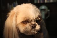 【シーズー】ナノバブルオゾンシャンプーコースのご利用ありがとうございました。　爪切りやお耳掃除等をしてからナノバブルオゾン水を使ってシャンプーしました。　ブローをしてから足周りや目の周りをカットしてお手入れしました◎　今日もとってもお利口さんにトリミングできました(^^)/栃木県真岡市　トリミングサロン221B