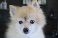 【ポメラニアン】ナノバブルオゾンシャンプーコースのご利用ありがとうございました。　全身をブラッシングしてから爪切り等を済ませてシャンプーに入りました。　ブローをしてから足周りや足裏を整えました。　左耳が炎症があるようなのであまり刺激しないようにしました。　今日もとってもお利口さんにトリミングできました(^^)/栃木県真岡市　トリミングサロン221B