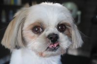 【シーズー】ナノバブルオゾンシャンプーコースのご利用ありがとうございました。　オゾン水を使ってシャンプーした後に目の周りを少しカットしてお手入れしました◎　お耳掃除や爪切り等のお手入れもして今日もとってもお利口さんにトリミングできました(^^)/栃木県真岡市　トリミングサロン221B