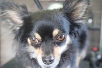 単品メニューをご利用ありがとうございました。　爪切り・足裏・足周りを整えて肛門腺絞のチェックをしました。それ程溜まっていないようでした。　今日もとってもお利口さんにトリミングできました(^^)/栃木県真岡市　トリミングサロン221B